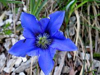 E su questa bella genziana, vi salutiamo, alla prossima !  IMG 0930 - Copy